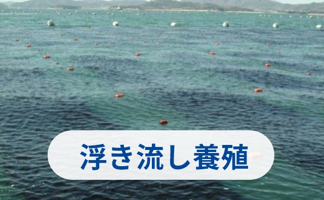 浮き流し養殖